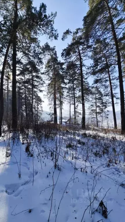 Участок в Алтай, Майминский район, с. Манжерок  (10.0 сот.) - Фото 1