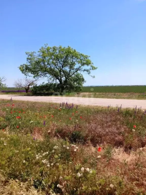 Участок в Крым, Сакский район, с. Молочное ул. Пионерская (6.0 сот.) - Фото 1