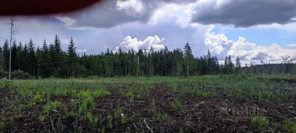 Участок в Ленинградская область, Всеволожский район, Агалатовское ... - Фото 2