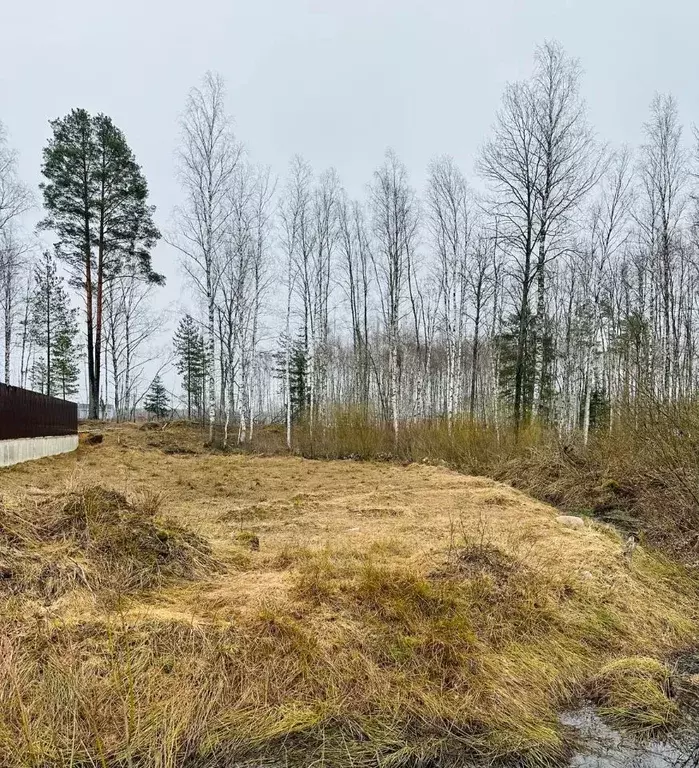 Участок в Ленинградская область, Всеволожский район, Токсовское ... - Фото 1