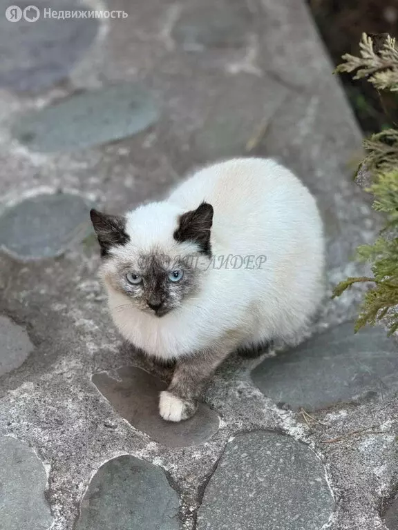Дом в Усть-Коксинский район, посёлок Замульта, Зелёная улица (24 м) - Фото 1