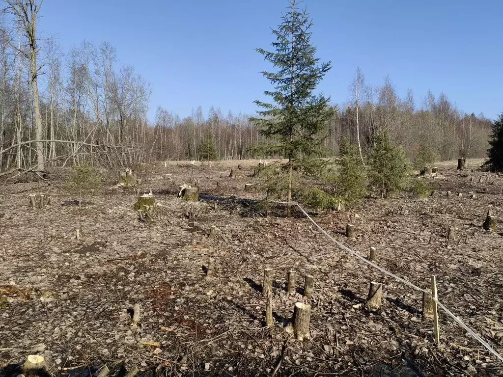 Участок в Ленинградская область, Выборгский район, Советское городское ... - Фото 1