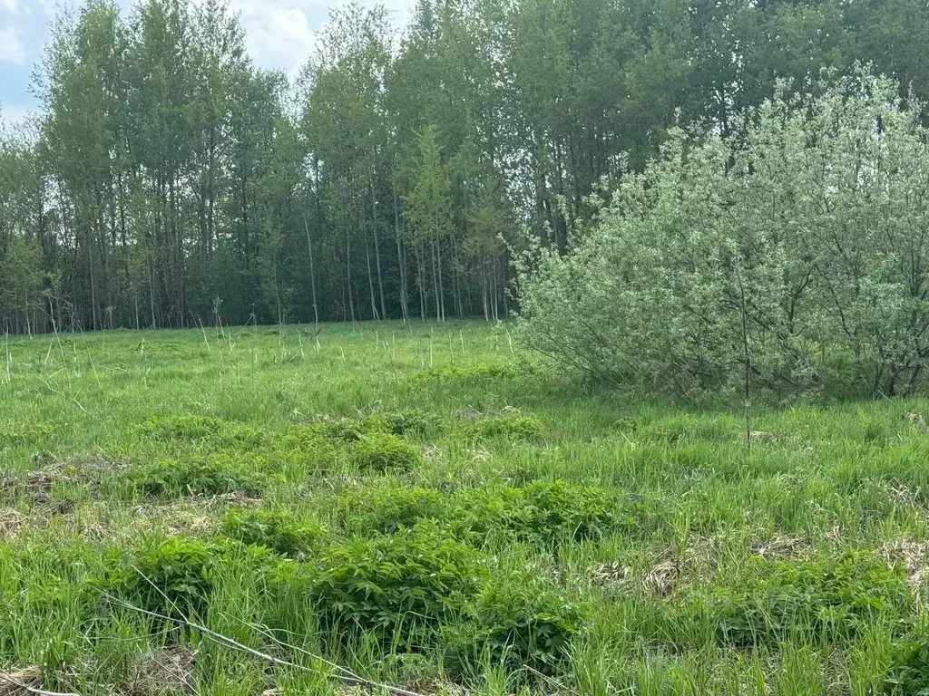 Участок в Московская область, Богородский городской округ, с. ... - Фото 1