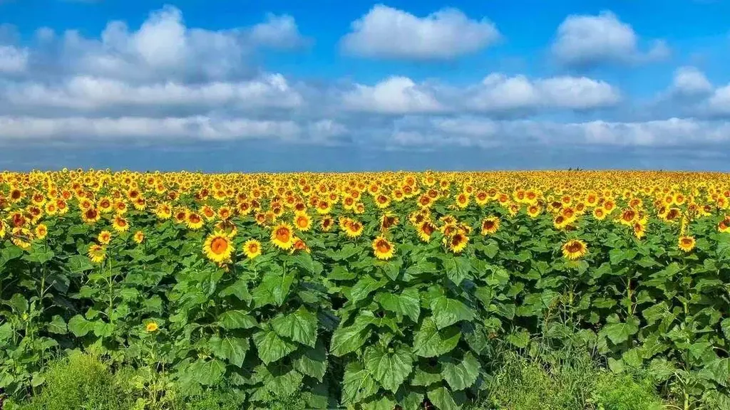 Участок в Оренбургская область, Бузулукский район, с. Сухоречка ... - Фото 1