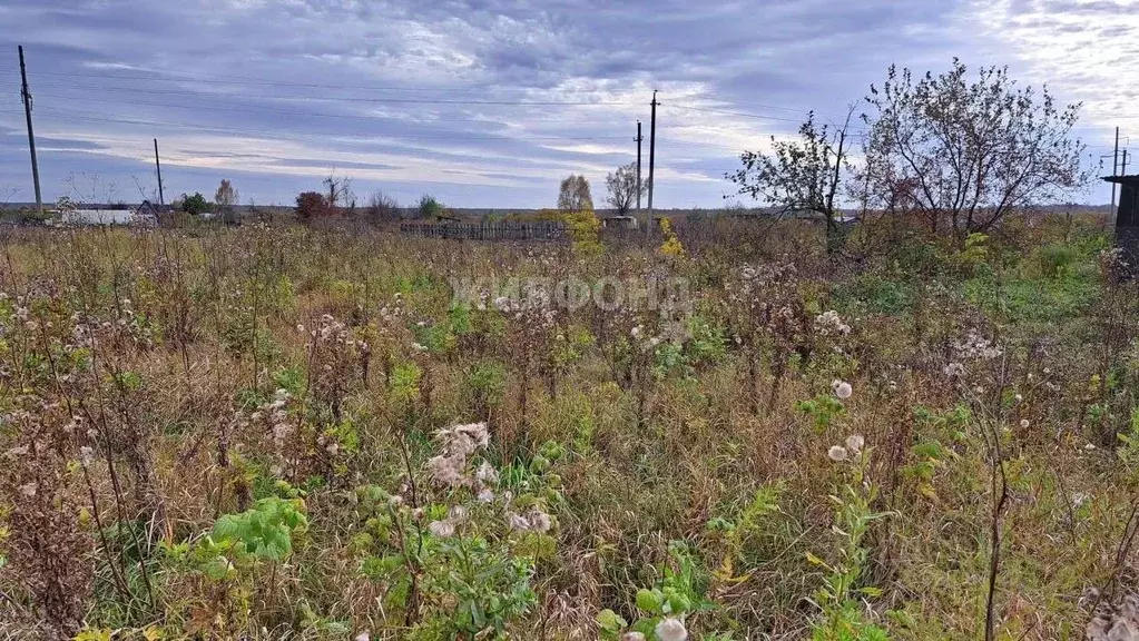 Участок в Новосибирская область, Новосибирский район, с. Криводановка ... - Фото 1