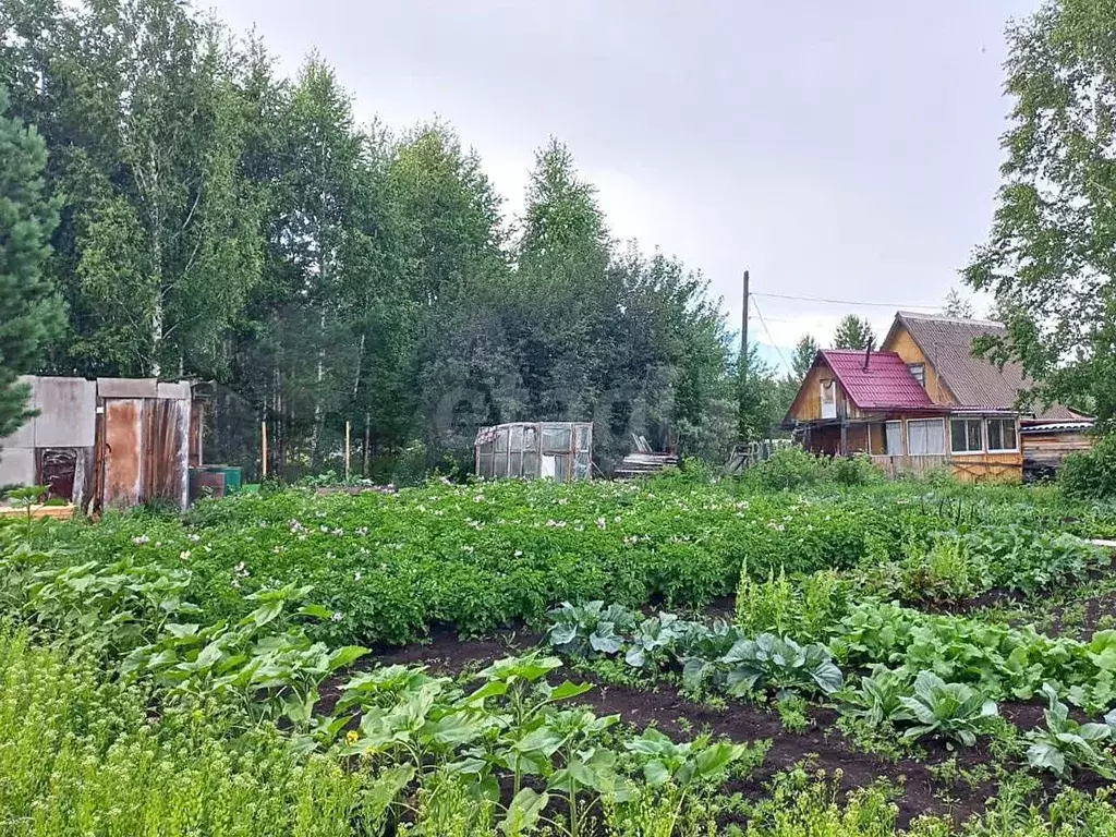 Участок 9,9 сот. (СНТ, ДНП) - Фото 0