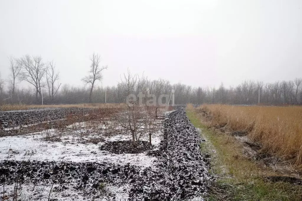 Участок в Воронежская область, Новоусманский район, Бабяковское с/пос, ... - Фото 1