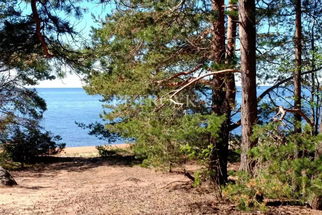 Участок в Карелия, Питкярантский муниципальный округ, д. Погранкондуши ... - Фото 1