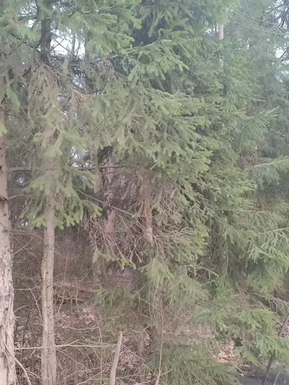 Участок в Москва д. Конаково,  (6.0 сот.) - Фото 2