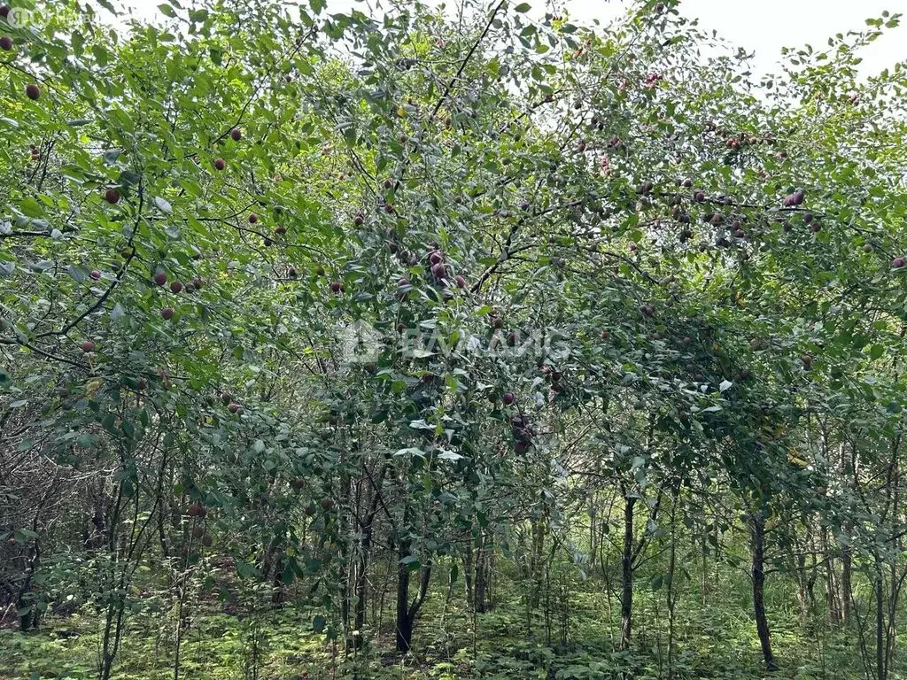 Участок в Суздальский район, муниципальное образование Селецкое, СНТ ... - Фото 1