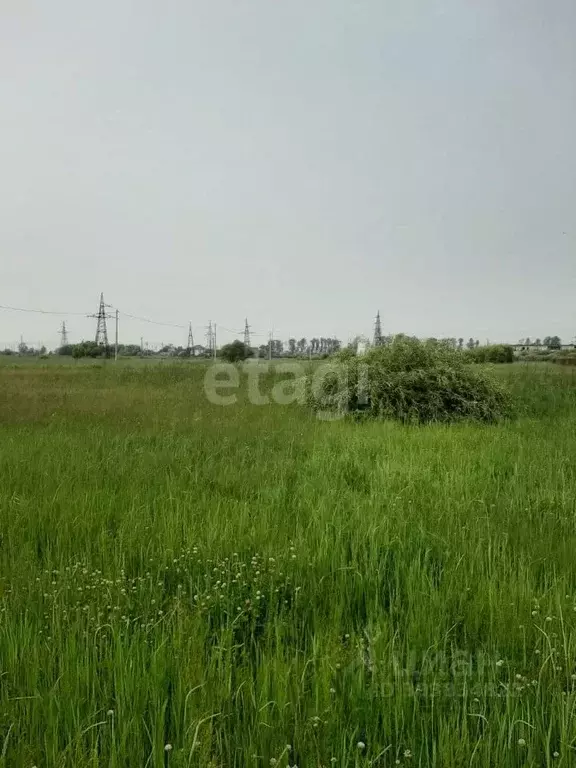 Участок в Амурская область, Благовещенский район, с. Волково  (15.0 ... - Фото 1