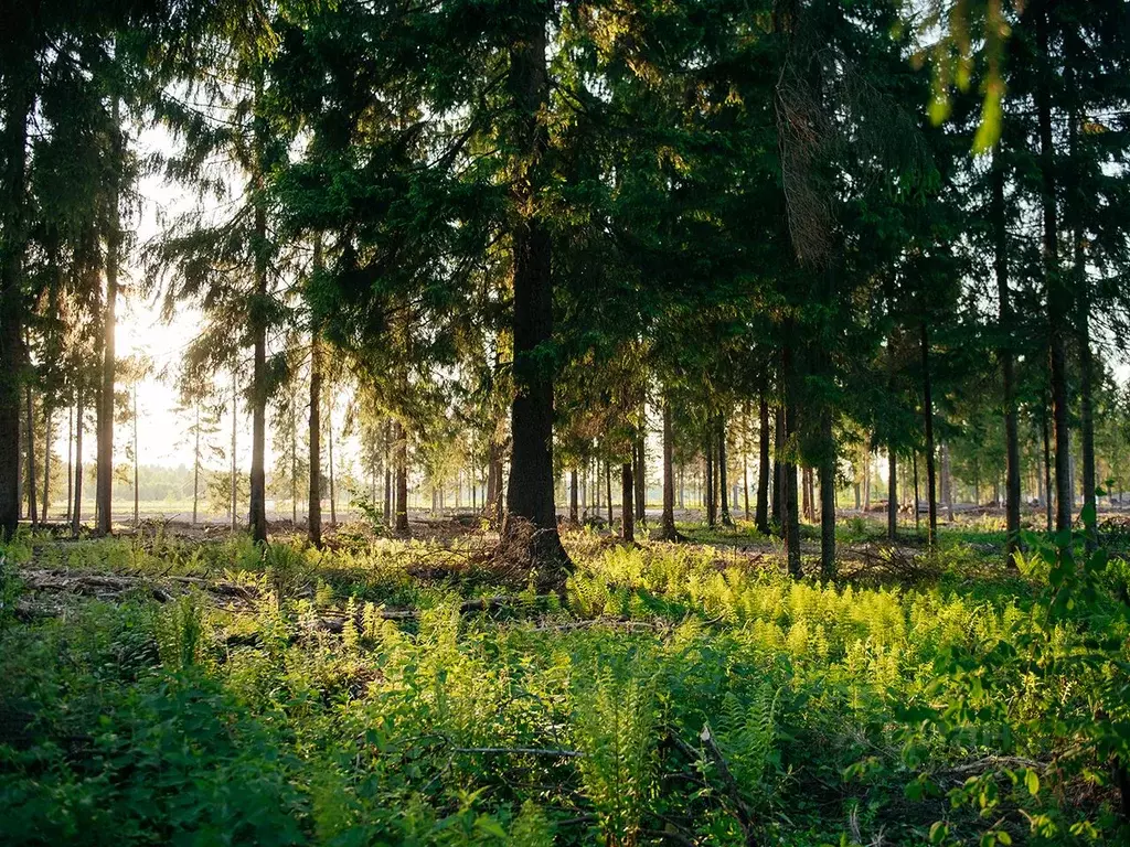 Участок в Московская область, Клин городской округ, д. Поджигородово  ... - Фото 2