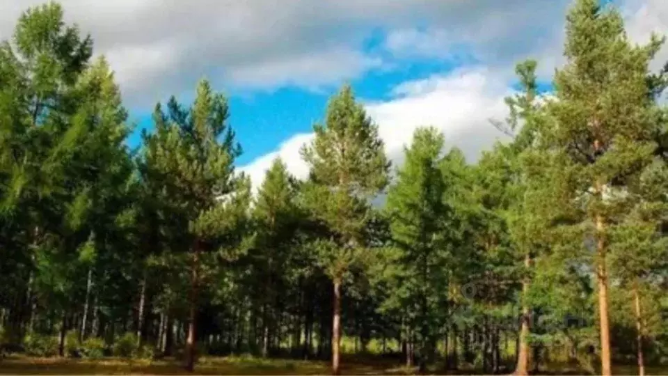 Участок в Тверская область, Калязинский муниципальный округ, д. ... - Фото 1