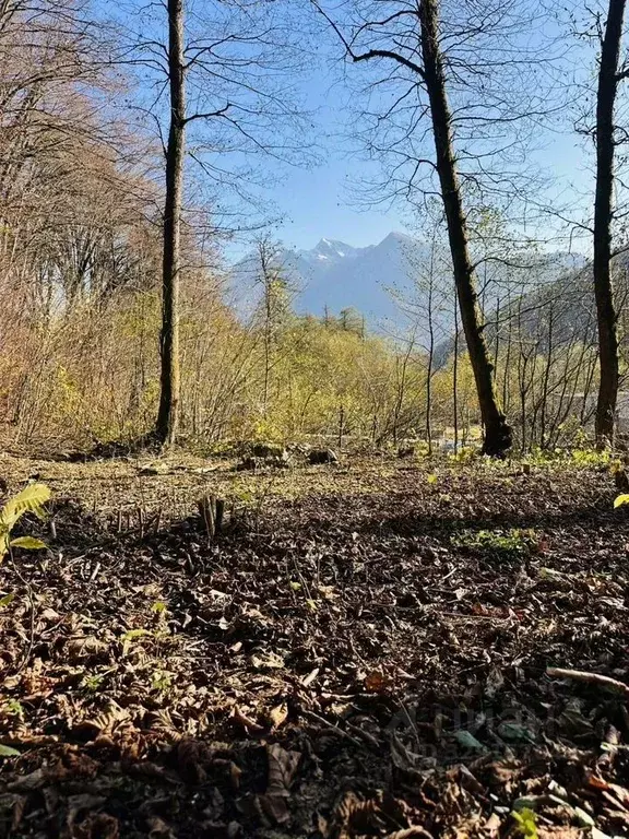 Участок в Краснодарский край, Сочи городской округ, Красная Поляна пгт ... - Фото 1