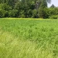 Участок в Пензенская область, Бессоновский район, пос. Подлесный ул. ... - Фото 1