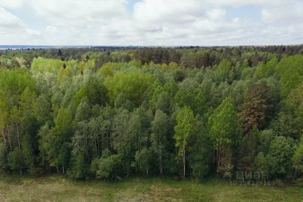 Участок в Ленинградская область, Всеволожский район, Лесколовское ... - Фото 2