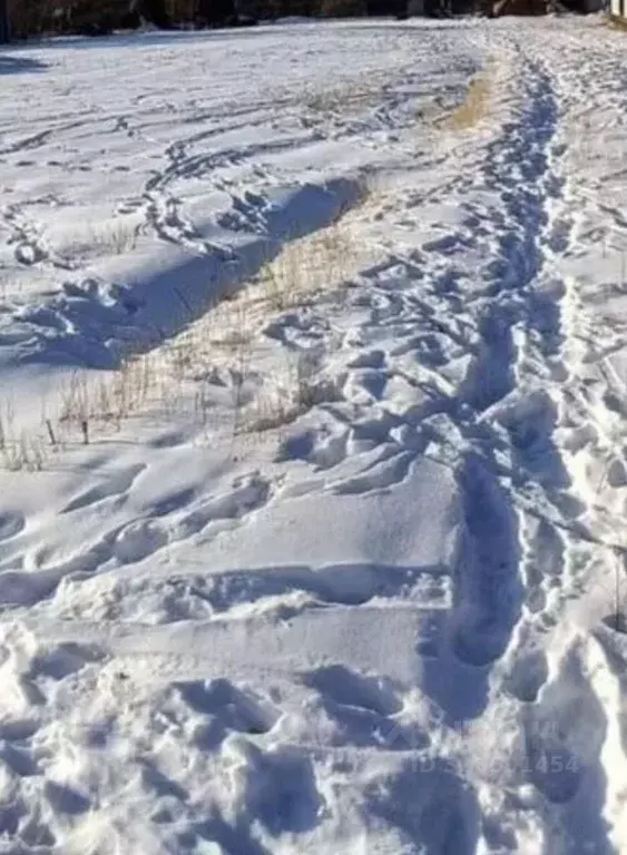 Участок в Амурская область, Благовещенский район, с. Усть-Ивановка ул. ... - Фото 1