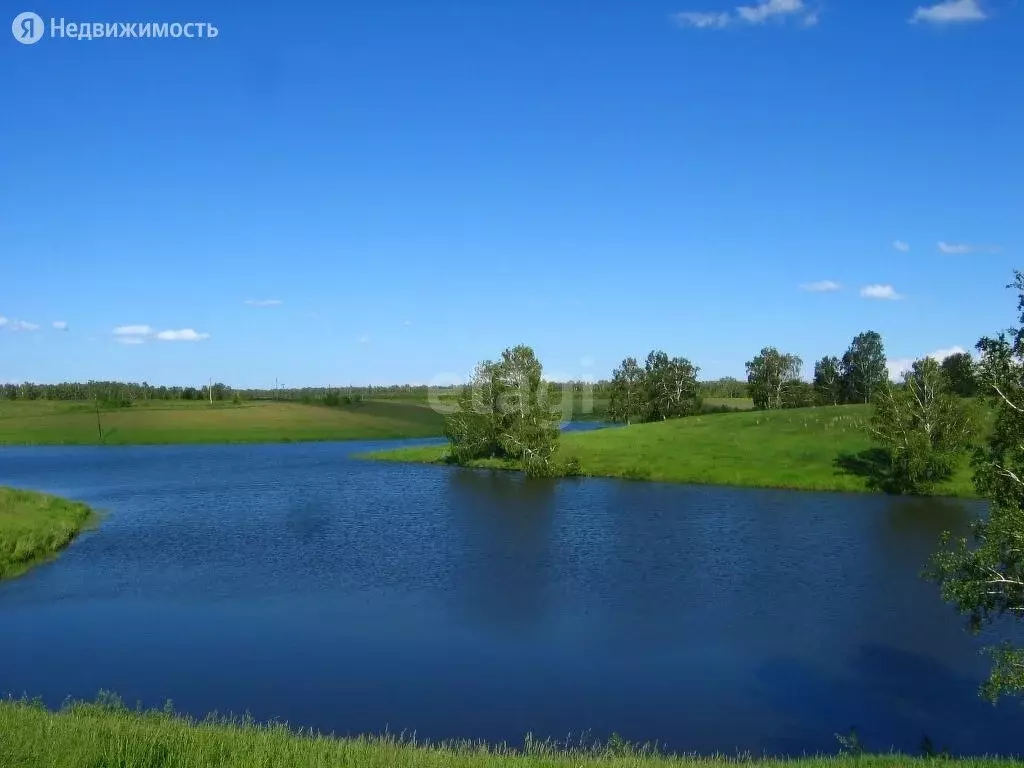 Кубанка алтайский край