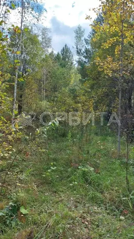 Участок в Тюменская область, Нижнетавдинский район, пос. Кунчур  ... - Фото 1