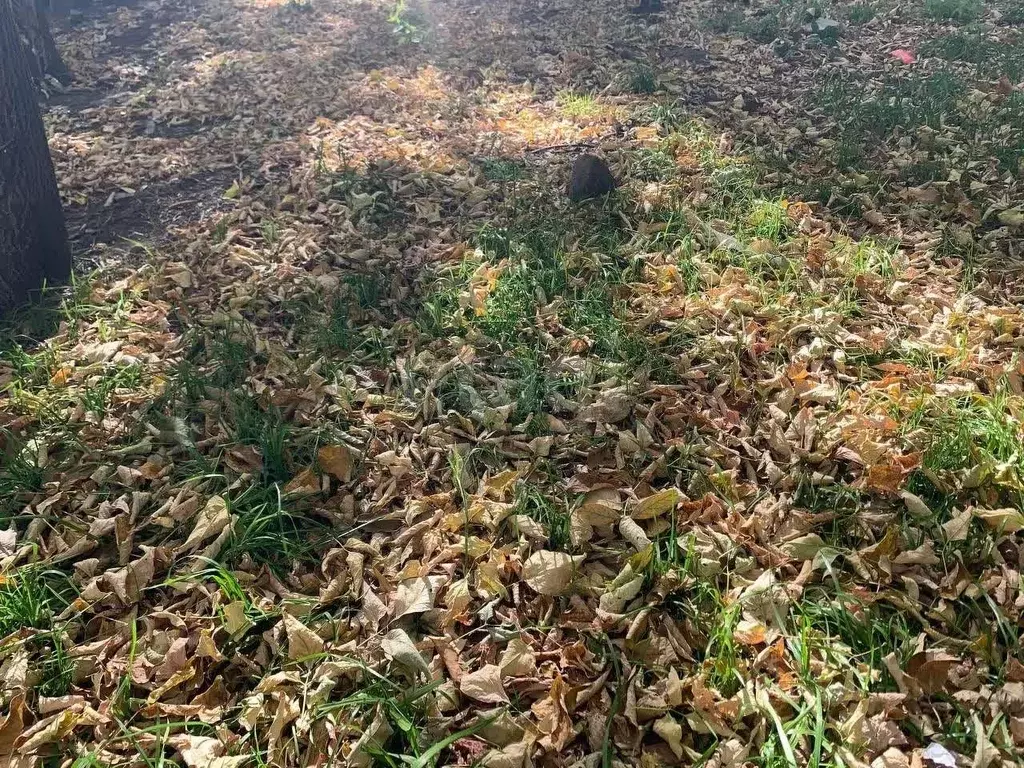 Участок в Амурская область, Благовещенск Луч со,  (600.0 сот.) - Фото 1