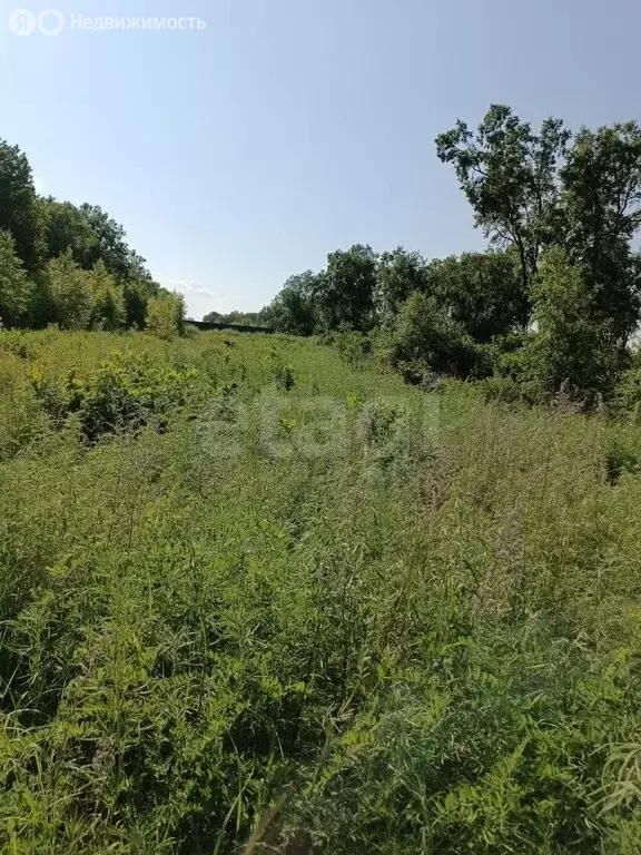 Участок в Амурская область, городской округ Благовещенск, посёлок ... - Фото 1