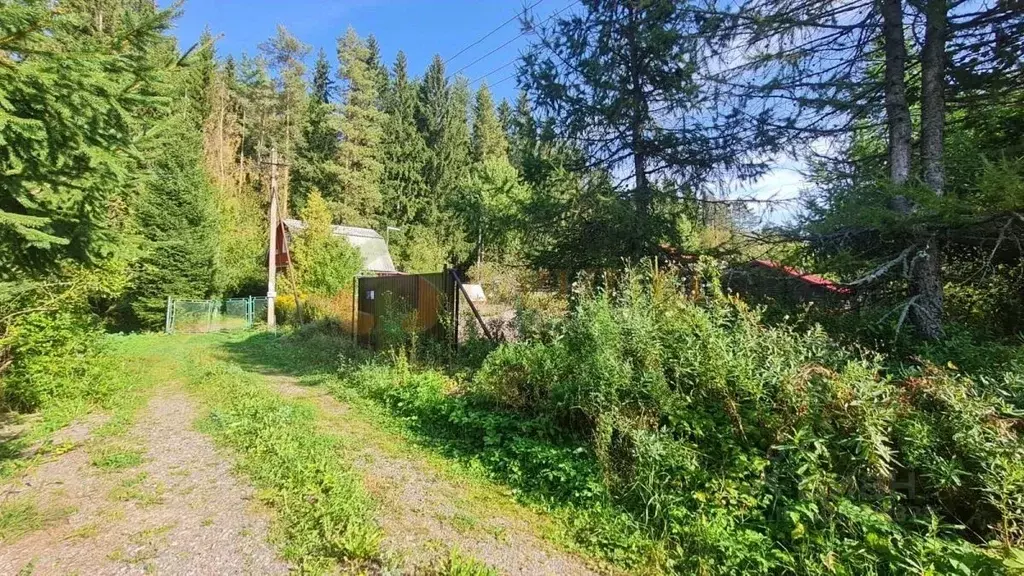 Участок в Ленинградская область, Выборгский район, Рощинское городское ... - Фото 1