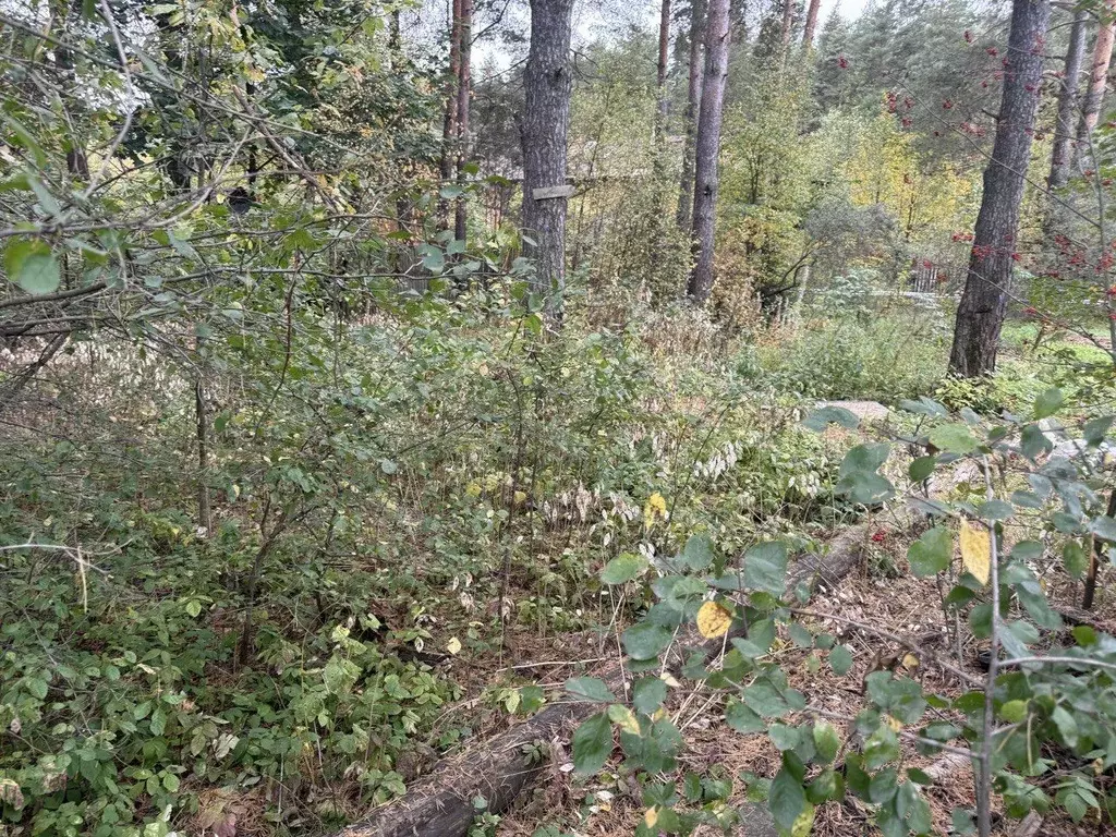 Участок в Московская область, Пушкинский городской округ, Правдинский ... - Фото 1