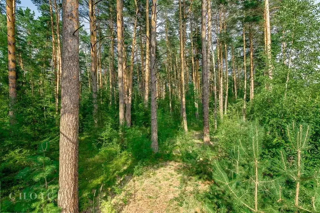 Участок в Московская область, Одинцовский городской округ, Заречье рп ... - Фото 1