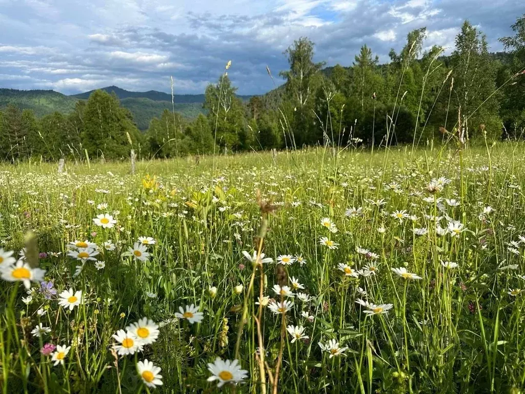 Участок в Алтай, Чемальский район, с. Бешпельтир  (3.35 сот.) - Фото 0