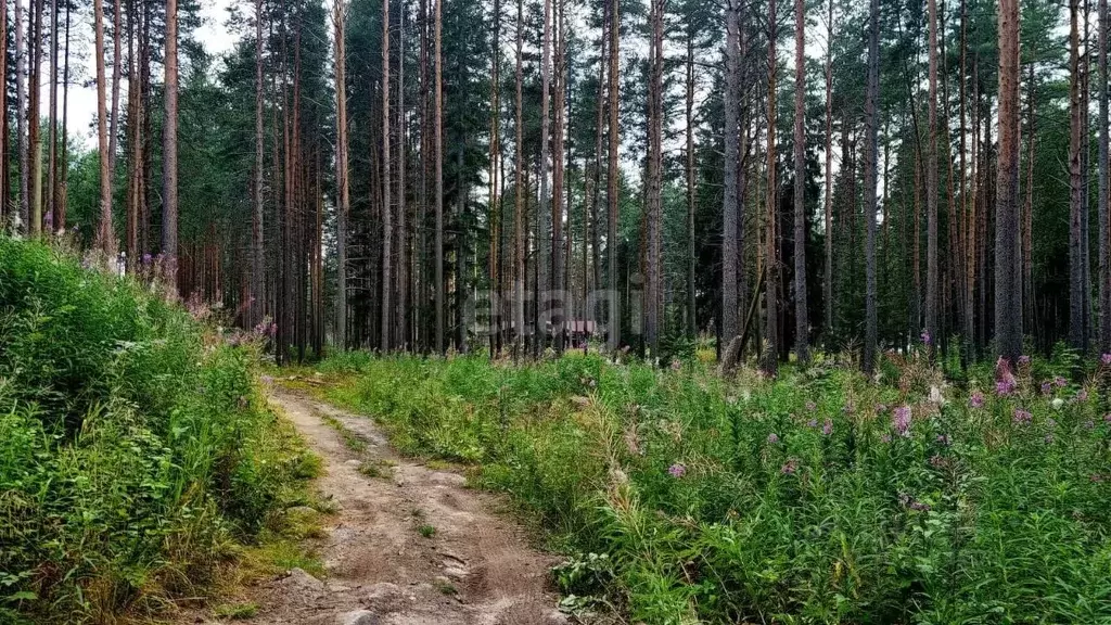 участок в карелия, медвежьегорск ул. дзержинского (10.1 сот.) - Фото 1