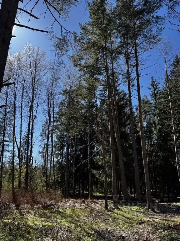 Участок в Ленинградская область, Выборгский район, Первомайское с/пос, ... - Фото 2
