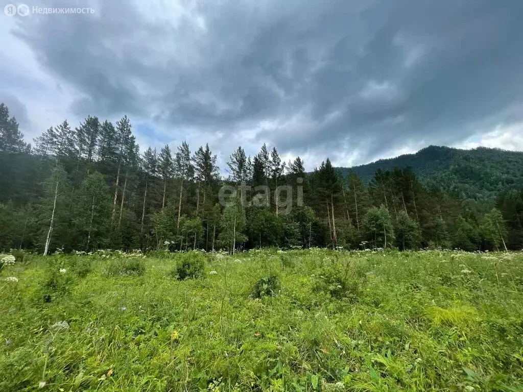 Участок в Чемальский район, село Чемал (50 м) - Фото 1