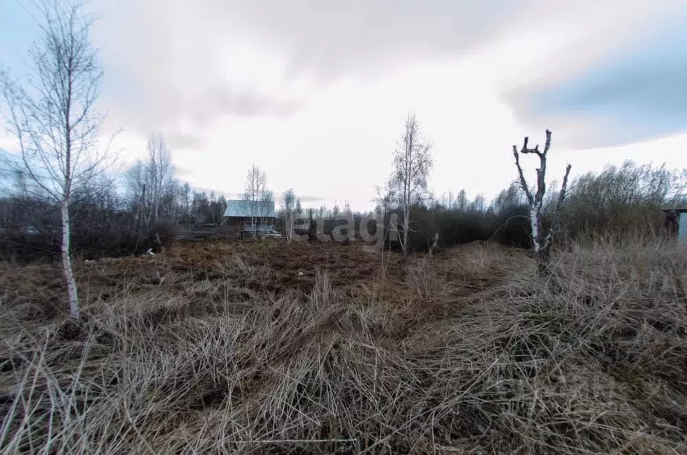 Участок в Курганская область, Шадринский муниципальный округ, с. Ключи ... - Фото 1
