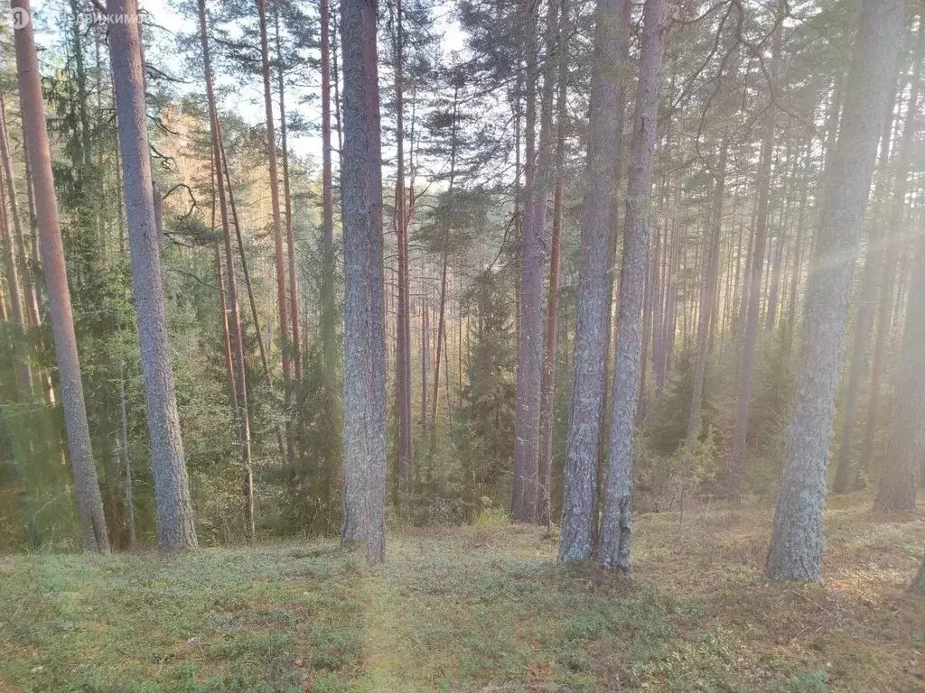 Участок в Приозерский район, посёлок Мичуринское (235 м) - Фото 2