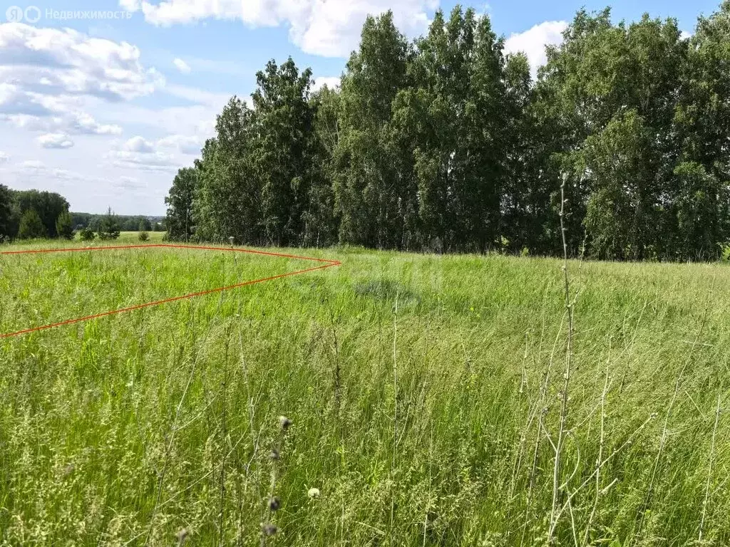 Участок в Новосибирский район, Морской сельсовет, ТСН Ближняя Дача ... - Фото 1