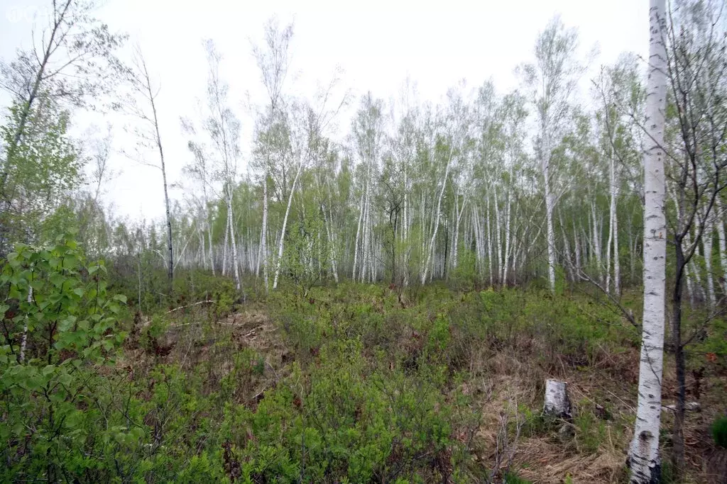 Участок в Хабаровский район, село Князе-Волконское (2100 м) - Фото 1