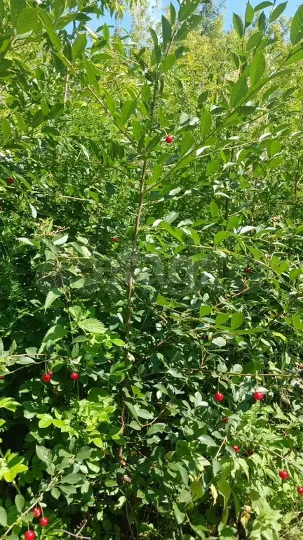 Участок 6 сот. (ИЖС) - Фото 0