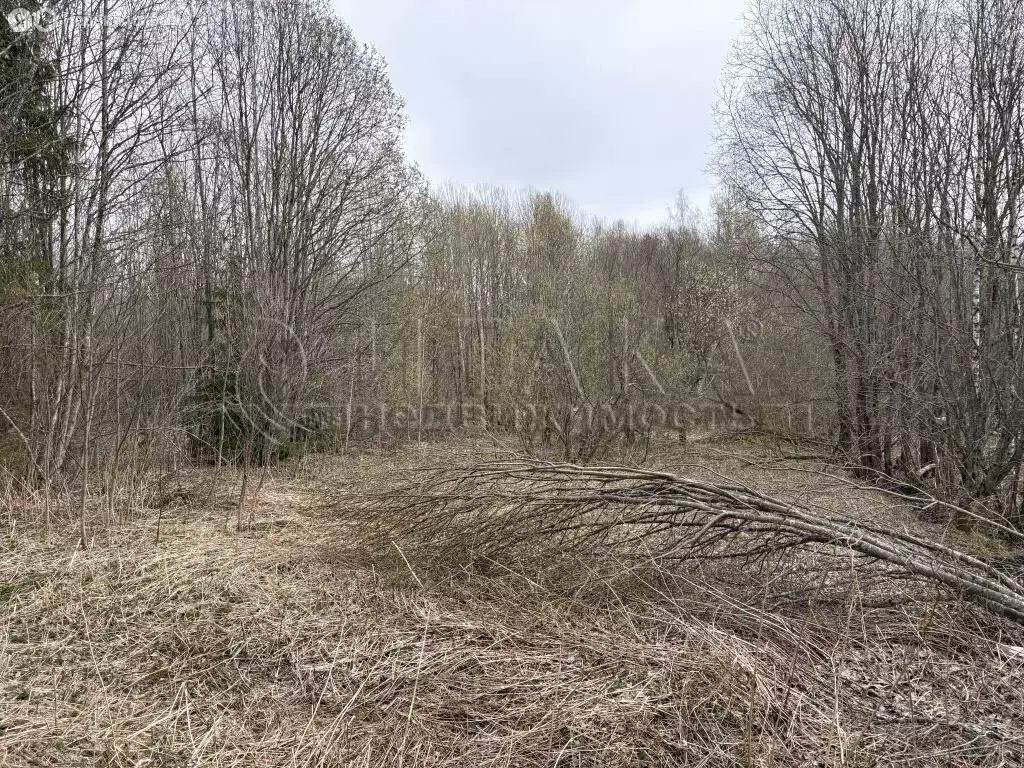 Участок в Алёховщинское сельское поселение, садоводческое ... - Фото 1