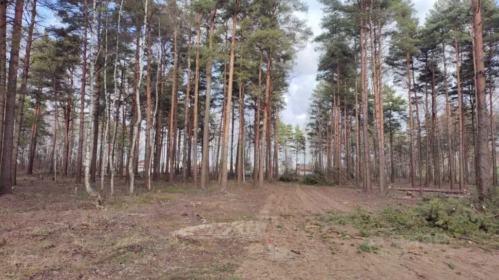 Участок в Московская область, Богородский городской округ, д. Аборино  ... - Фото 2
