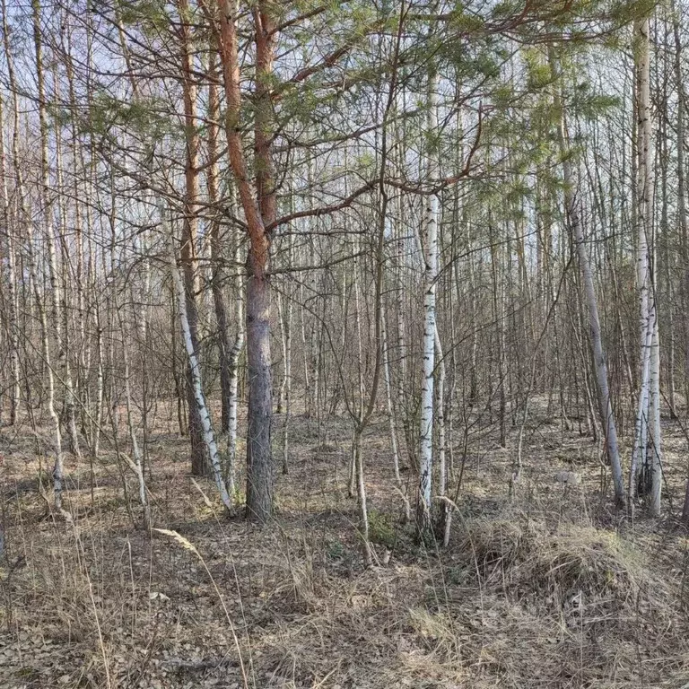 Участок в Московская область, Электрогорск Павлово-Посадский городской ... - Фото 0