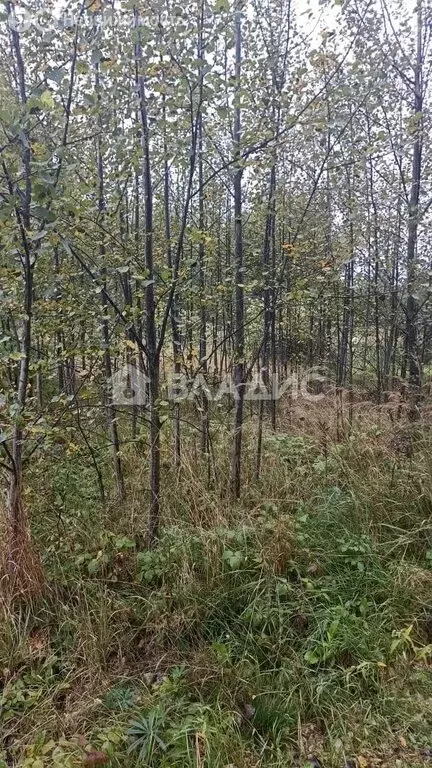 Участок в Владимирская область, Судогодский муниципальный округ, ТСН ... - Фото 1