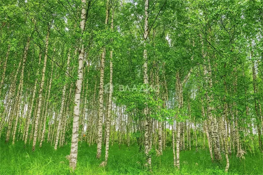 Участок в Владимирская область, Суздальский район, Боголюбовское ... - Фото 0