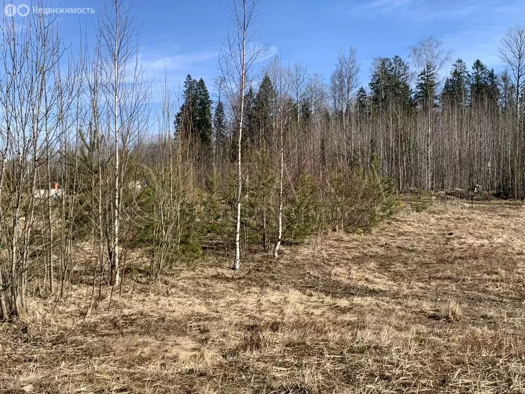 Участок в Ленинградская область, Сосновый Бор (10 м) - Фото 1