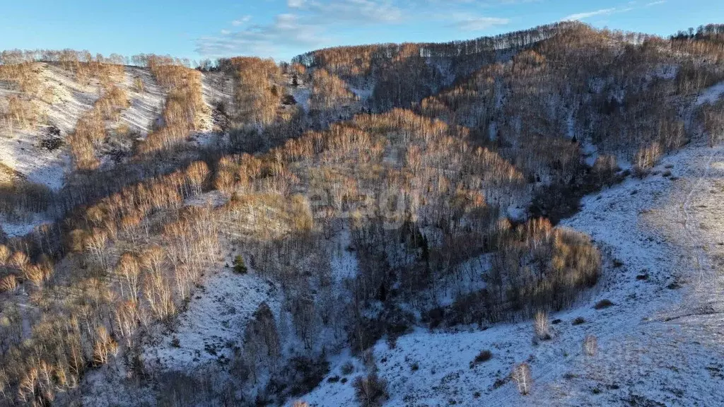 Участок в Алтайский край, Белокуриха Алтайская ул., 165 (239.2 сот.) - Фото 1