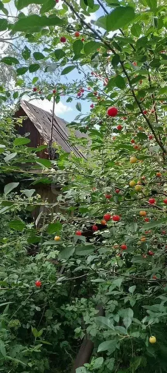 Участок в Новосибирская область, Новосибирск Рассвет-Октябрьский СНТ,  ... - Фото 1