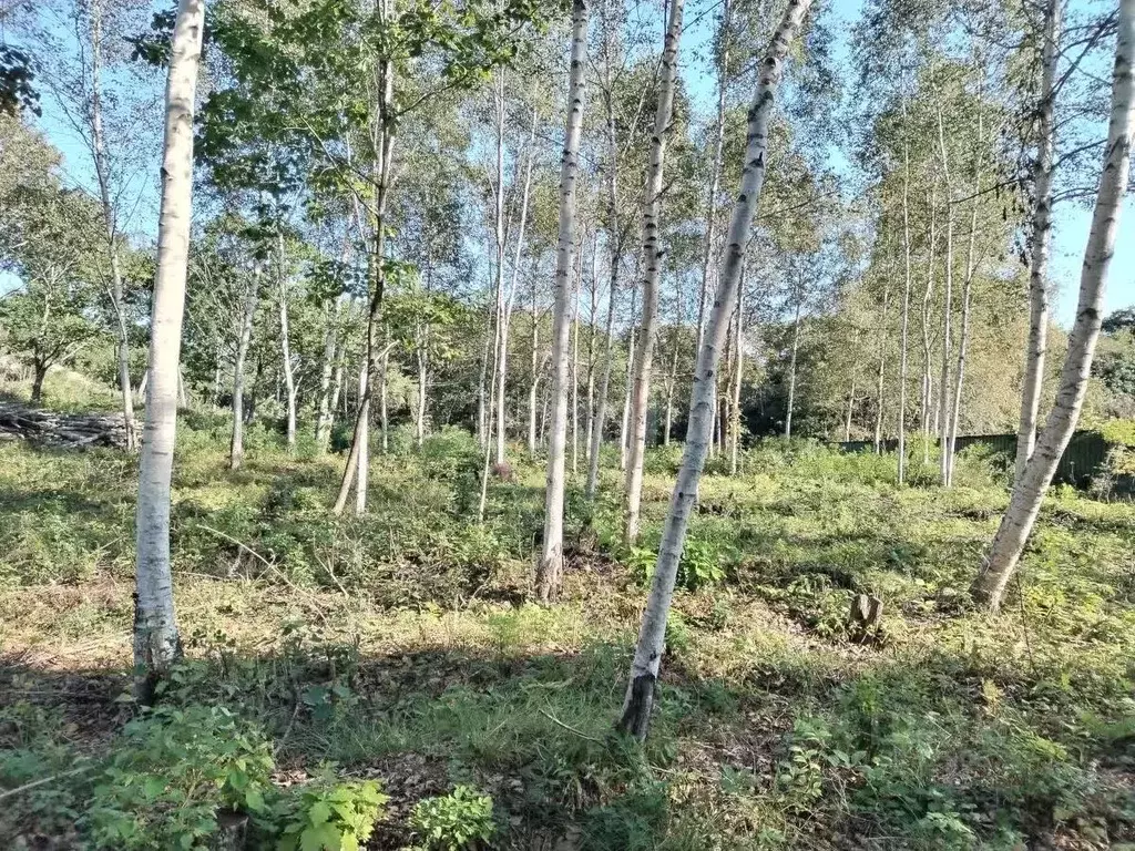 Участок в Приморский край, Надеждинский район, Кварц СТ ул. Алмазная, ... - Фото 0