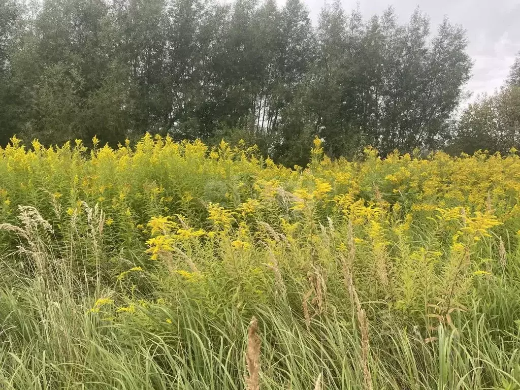 Участок в Калининградская область, Черняховск д. Поселок Новая,  (8.0 ... - Фото 1