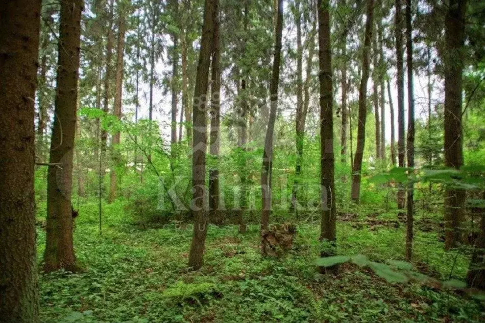 Участок 49,8 сот. (ИЖС) - Фото 0