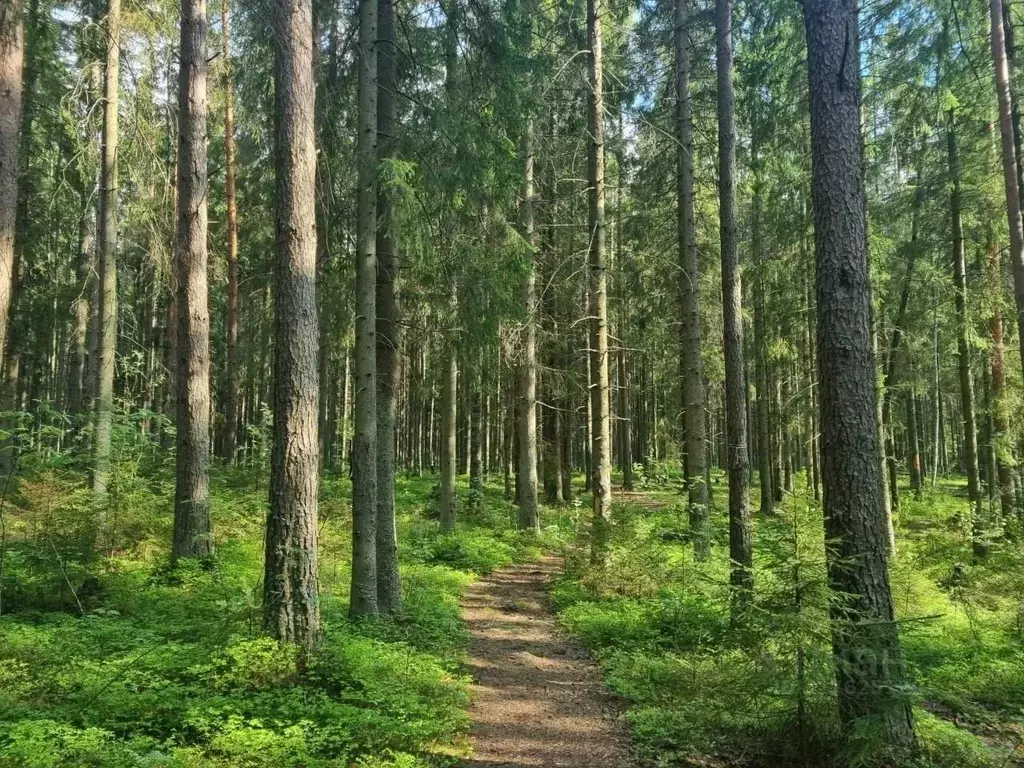 Участок, 14.4 сот., поселения (ижс) - Фото 1