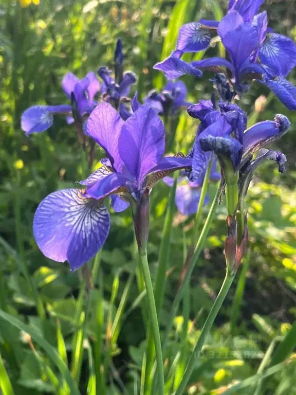 Участок в Челябинская область, Сосновский муниципальный округ, д. ... - Фото 2